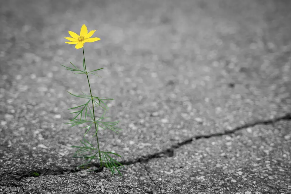 A wildflower growing through pavement, representing worth that exists outside of achievement.